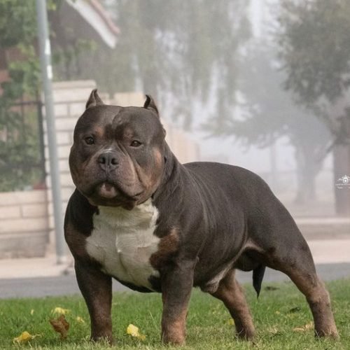 F727286E-634E-4BA7-B3AC-6B60ECA09A0F Alex Morales Bullet’s picture